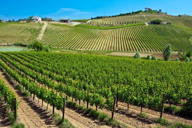 Nemean Wine - Wine tasting at Nemean vineyards